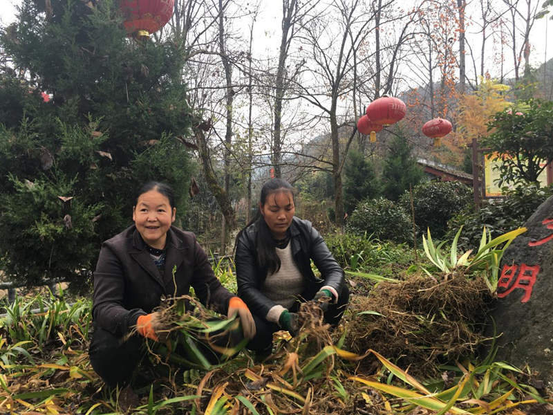 Guo Cuifang (left) and Yang Xuemei who are transplanting Malanhua.