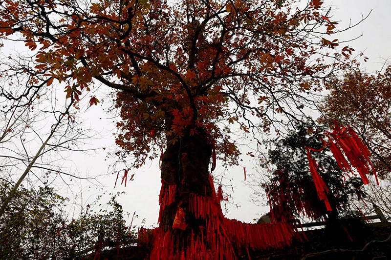 Millennium Bodhi Tree in Huaqiao Village