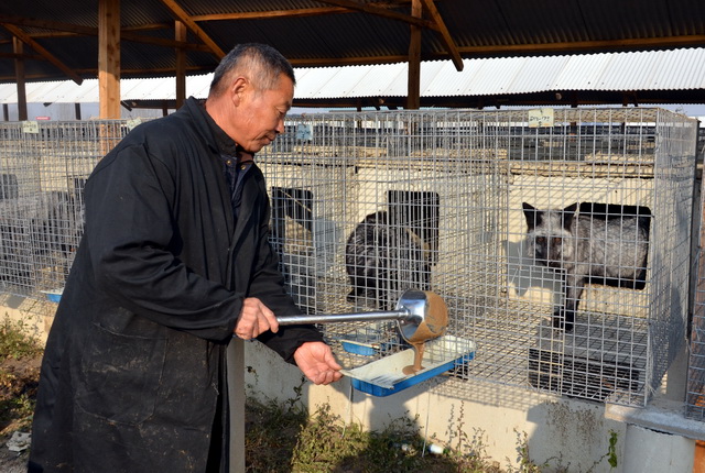 A raccoon and mink farm in Changli County, Hebei Province. Photography/Zhangke